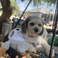 adopt-pet