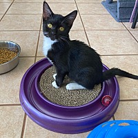 adopt a pet