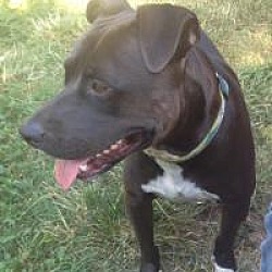 Vancouver, BC - Staffordshire Bull Terrier/Bullmastiff. Meet Milosh a ...