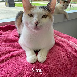 Photo of Sibby