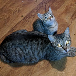 Thumbnail photo of Savannah mix kittens #1