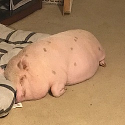 Photo of super friendly pig