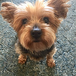 Wilmington, DE - Yorkie, Yorkshire Terrier. Meet Daya a Pet for ...