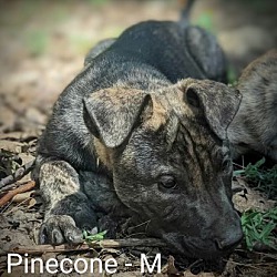 Photo of Pinecone