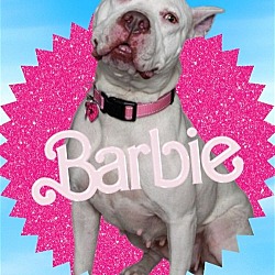 Photo of Barbie