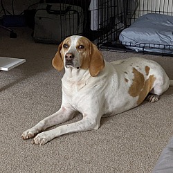 Photo of Bodhi