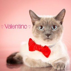 Thumbnail photo of Valentino #2