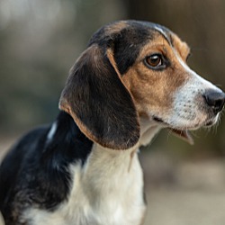 Thumbnail photo of Stella: petite beagle! #3