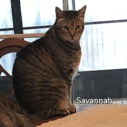 Photo of Savannah