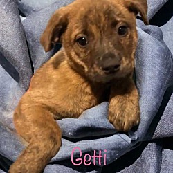 Photo of Getti Adoption Pending
