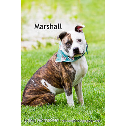 Thumbnail photo of Marshall #1