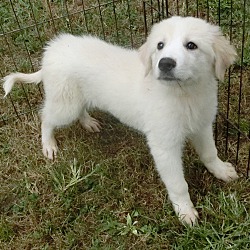 Thumbnail photo of Sadie~adopted! #2