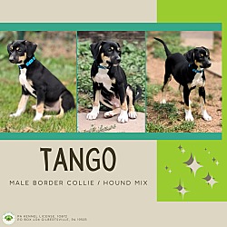 Thumbnail photo of Tango #1