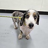 adopt-pet