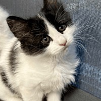 adopt-pet
