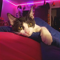 adopt a pet