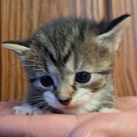 adopt-pet