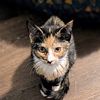 adopt a pet