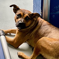 adopt a pet