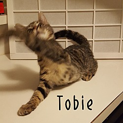 Thumbnail photo of Tobie #3