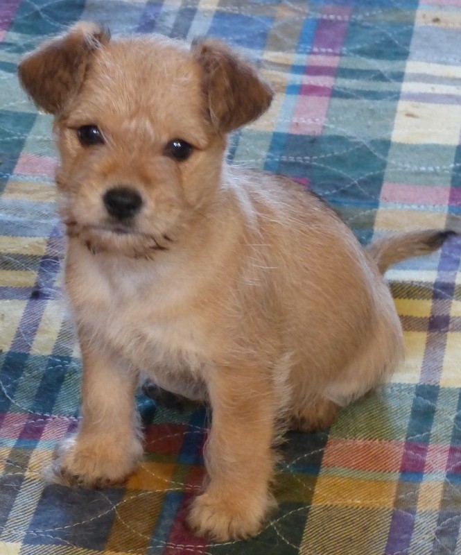 Anderson Sc Norfolk Terrier Meet Daisy Pending A Pet For Adoption