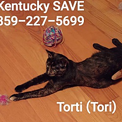 Thumbnail photo of Torti #1