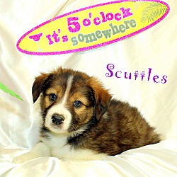 Thumbnail photo of Scuttles~adopted! #4