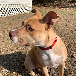 Thumbnail photo of Rosie the Goodest Girl~adopted #4