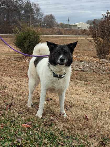 Appleton, WI - Akita. Meet Hattie a Pet for Adoption - AdoptaPet.com