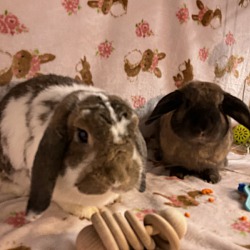 Thumbnail photo of Hank and Willow #4