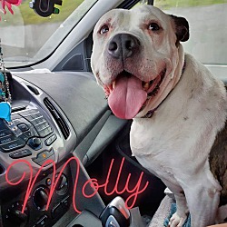 Photo of Molly (Pit Bull/Staffie)