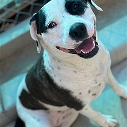 Thumbnail photo of Daisy **Facilitated Adoption** #1