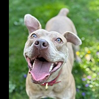 adopt a pet