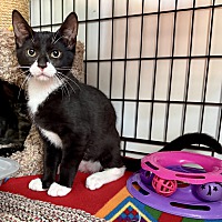 adopt a pet