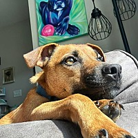 adopt a pet