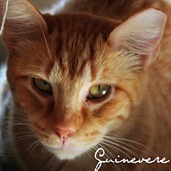 Thumbnail photo of Guinevere #1