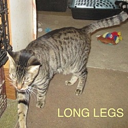 Thumbnail photo of Long Legs-adopted 12-23-17 #2