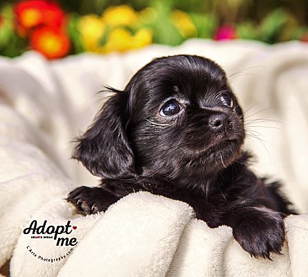 puppies inland empire