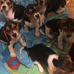 Photo of Beagle Puppies