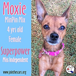 Thumbnail photo of Moxie #1