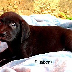 Thumbnail photo of Billabong~adopted! #3