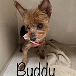 Photo of Buddy/Brady 9 old from hoarding situation