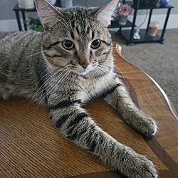 Cat for adoption - Beluga, a Domestic Short Hair in Wichita, KS