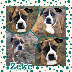 Thumbnail photo of Zeke  CFS 220057849 #4