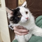 Adopt A Pet :: Seahorse - Versailles, KY