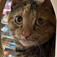 adopt-pet