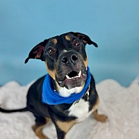 adopt a pet