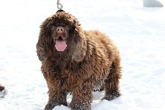 cocker spaniel rescue midlands