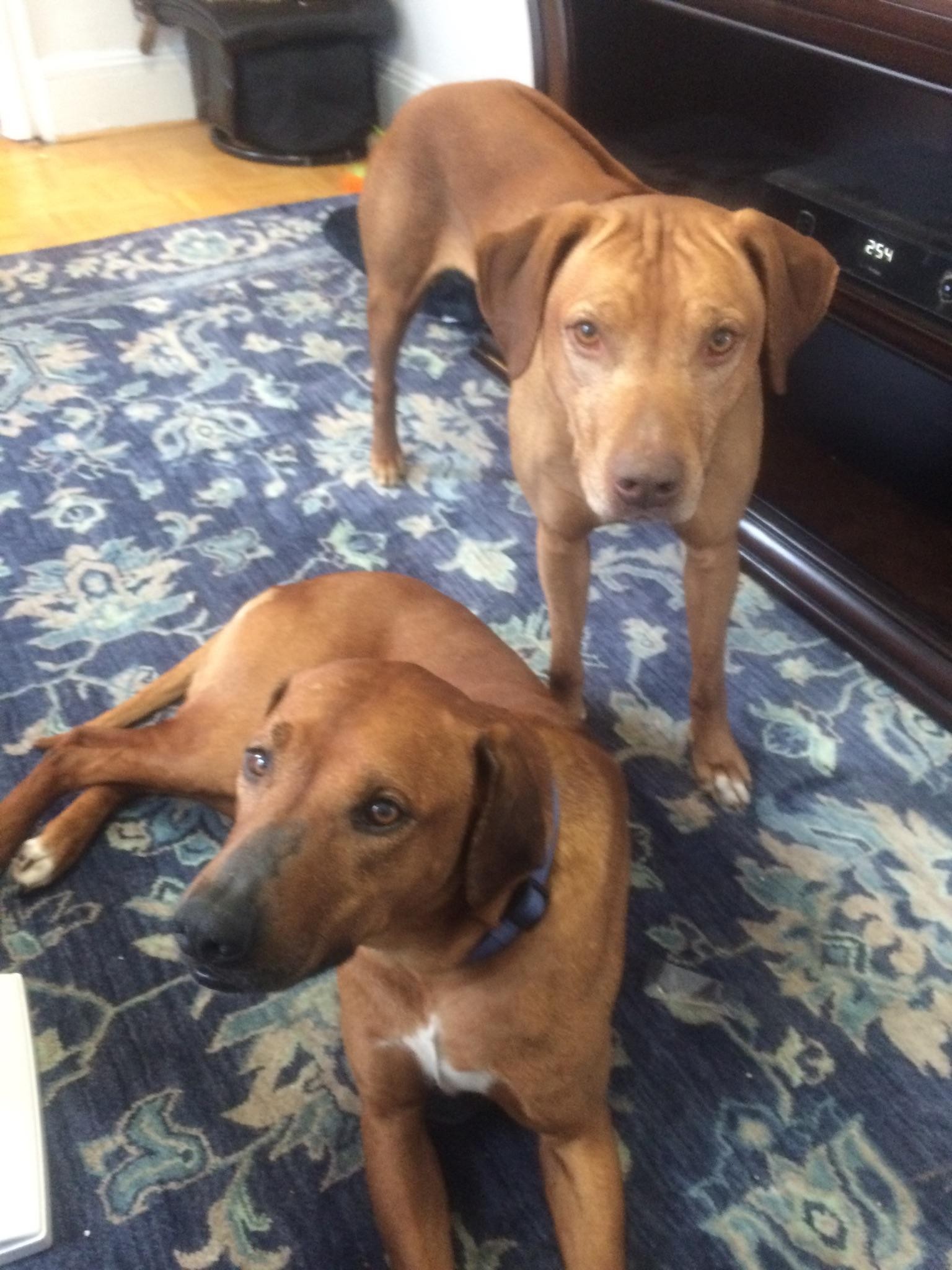 rhode island ridgeback dog