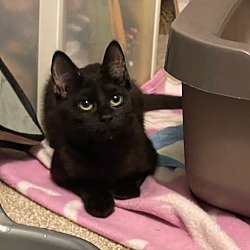 Photo of Madison: Black Beauty Kitten